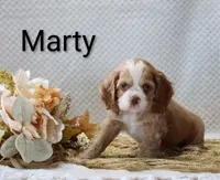 Marty, a male Cocker Spaniel for sale in Loyal, WI – 4 of 6