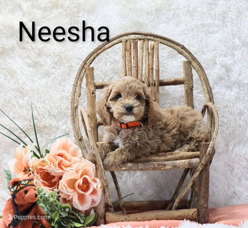 Neesha – Cockapoo puppy for sale in Loyal, WI