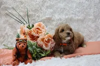 Neesha, a female Cockapoo for sale in Loyal, WI – Photo 5 of 5