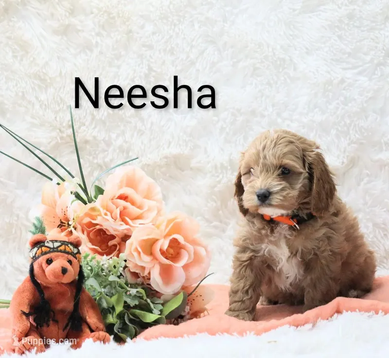 Neesha – Cockapoo puppy for sale in Loyal, WI