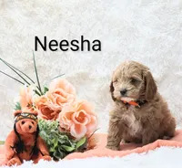 Neesha, a female Cockapoo for sale in Loyal, WI – Photo 1 of 5