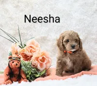Neesha, a female Cockapoo for sale in Loyal, WI – Photo 3 of 5