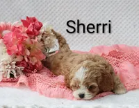 Sherri, a female Cockapoo for sale in Loyal, WI – 6 of 6