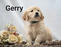 Gerry, a male Golden Retriever for sale in Loyal, WI – 6 of 10