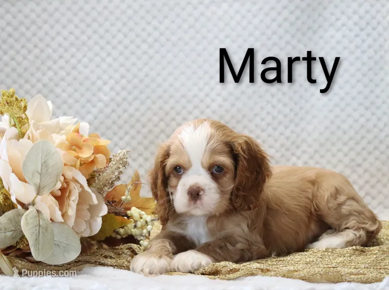 Marty – Cocker Spaniel puppy for sale in Loyal, WI