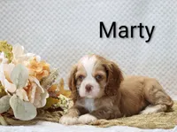 Marty, a male Cocker Spaniel for sale in Loyal, WI – 1 of 6