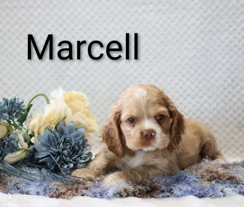 Marcell – Cocker Spaniel puppy for sale in Loyal, WI