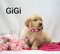 Gigi. on Hold , a female Golden Retriever for sale in Loyal, WI – 4 of 6