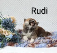 Rudi, a male Shiba Inu for sale in Loyal, WI – 3 of 5
