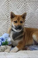 Remi, a male Shiba Inu for sale in Loyal, WI – 2 of 8