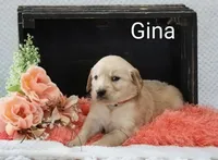 Gina, a female Golden Retriever for sale in Loyal, WI – 3 of 5