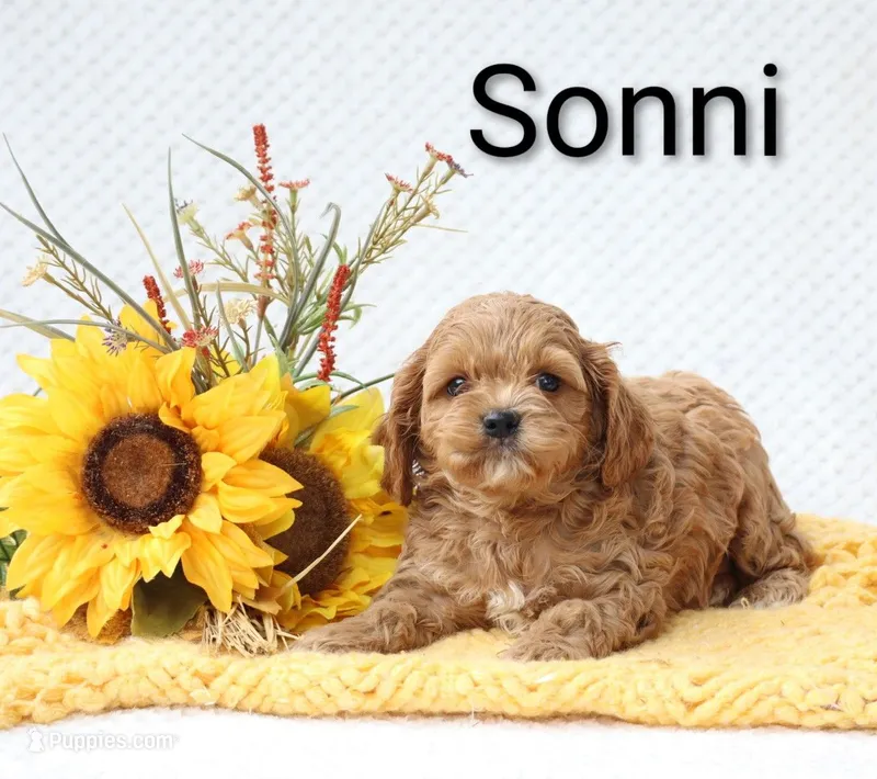 Sonni – Cockapoo puppy for sale in Loyal, WI