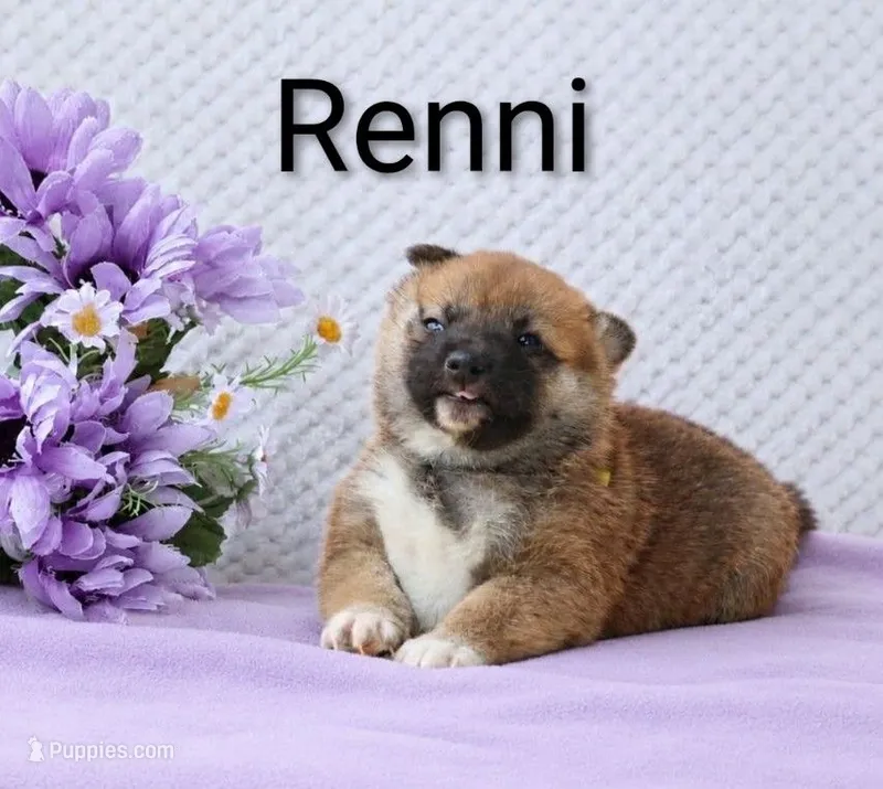 Renni – Shiba Inu puppy for sale in Loyal, WI