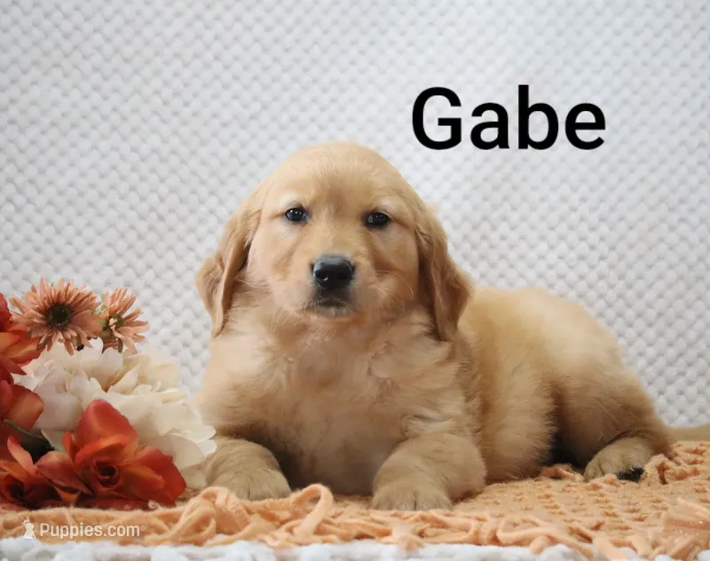 Gabe  – Golden Retriever puppy for sale in Loyal, WI