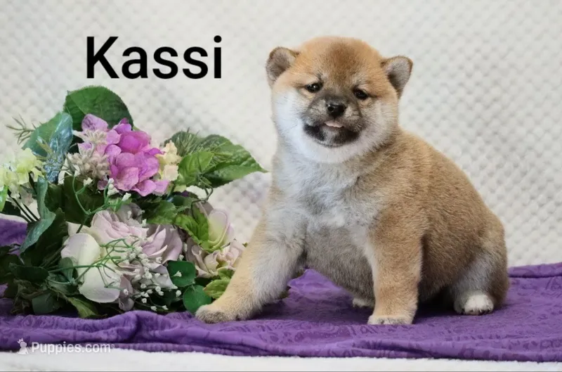 Kassi – Shiba Inu puppy for sale in Loyal, WI