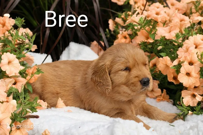  AKC Bree – Golden Retriever puppy for sale in Loyal, WI