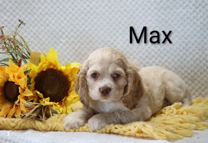 Max – Cocker Spaniel puppy for sale in Loyal, WI