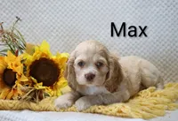 Max, a male Cocker Spaniel for sale in Loyal, WI – 1 of 6