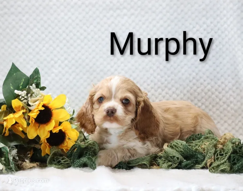 Murphy – Cocker Spaniel puppy for sale in Loyal, WI