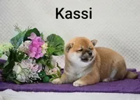Kassi, a female Shiba Inu for sale in Loyal, WI – 5 of 7