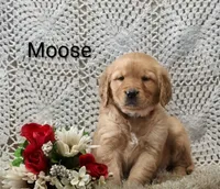 AKC Moose, a male Golden Retriever for sale in Loyal, WI – 3 of 4