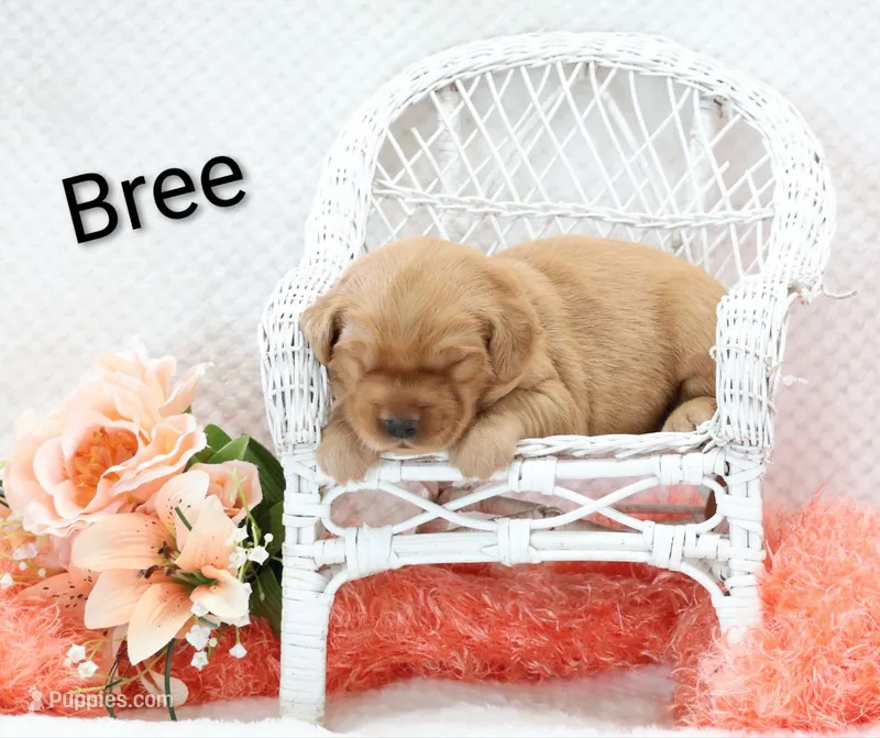 Bree – Golden Retriever puppy for sale in Loyal, WI