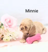 Miss Minnie, a female Cocker Spaniel for sale in Loyal, WI – Photo 3 of 4