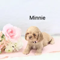 Miss Minnie, a female Cocker Spaniel for sale in Loyal, WI – Photo 4 of 4