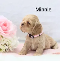 Miss Minnie, a female Cocker Spaniel for sale in Loyal, WI – Photo 2 of 4