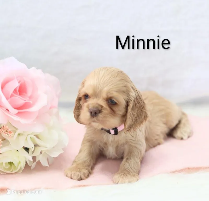Miss Minnie