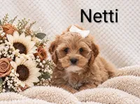 Netti, a female Cockapoo for sale in Loyal, WI – 3 of 5