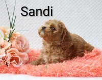 Sandi, a female Cockapoo for sale in Loyal, WI – 4 of 5