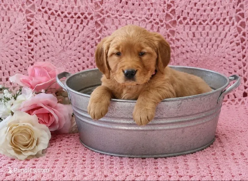 AKC Mazie – Golden Retriever puppy for sale in Loyal, WI