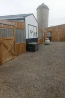 Reva, a female Shiba Inu for sale in Loyal, WI – Photo 10 of 10