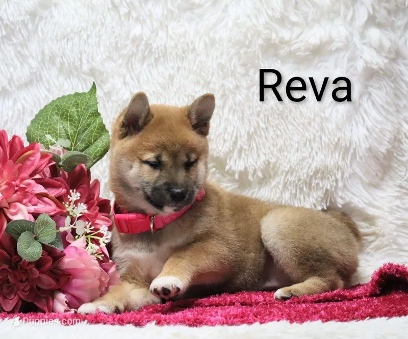Reva – Shiba Inu puppy for sale in Loyal, WI