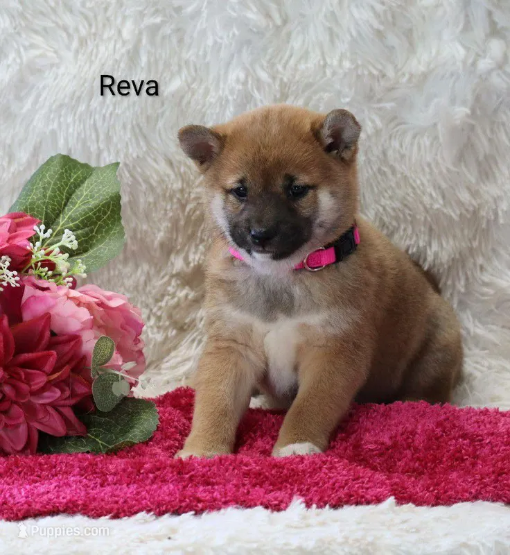 Reva