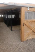 Reva, a female Shiba Inu for sale in Loyal, WI – Photo 7 of 10