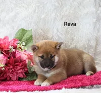 Reva, a female Shiba Inu for sale in Loyal, WI – Photo 3 of 10