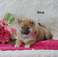 Reva, a female Shiba Inu for sale in Loyal, WI – Photo 2 of 10