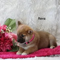 Reva, a female Shiba Inu for sale in Loyal, WI – Photo 4 of 10