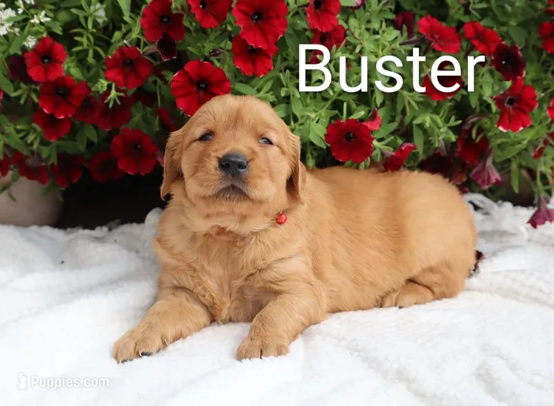  AKC Buster  – Golden Retriever puppy for sale in Loyal, WI