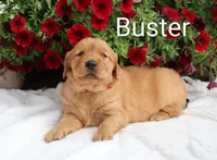  AKC Buster , a male Golden Retriever for sale in Loyal, WI – 1 of 9