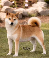 Remi, a male Shiba Inu for sale in Loyal, WI – Photo 5 of 5