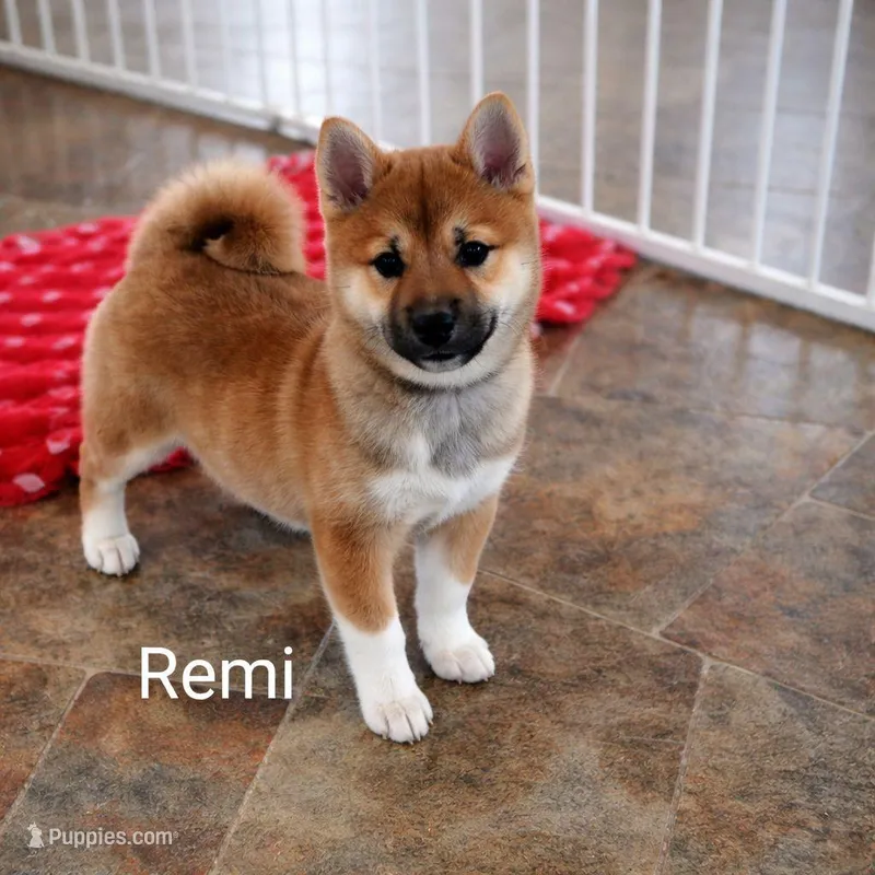 Remi – Shiba Inu puppy for sale in Loyal, WI
