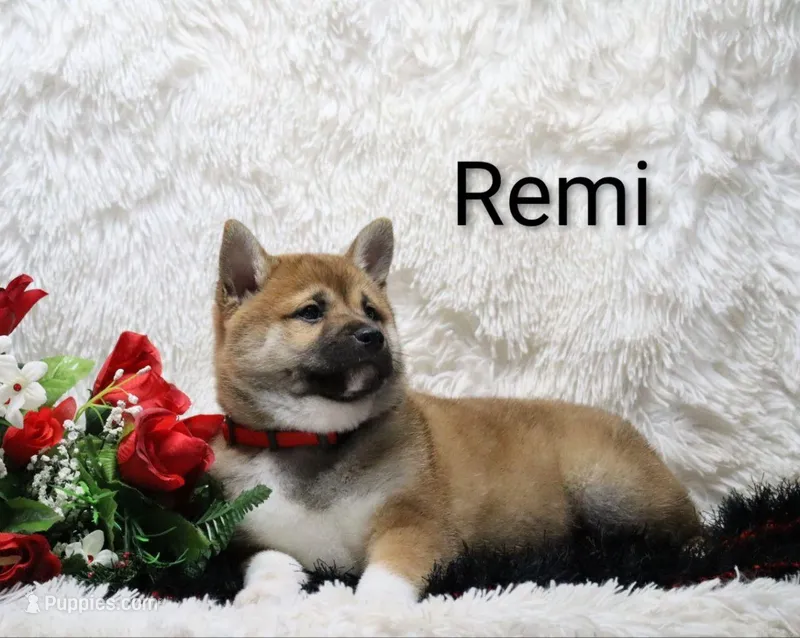 Remi – Shiba Inu puppy for sale in Loyal, WI