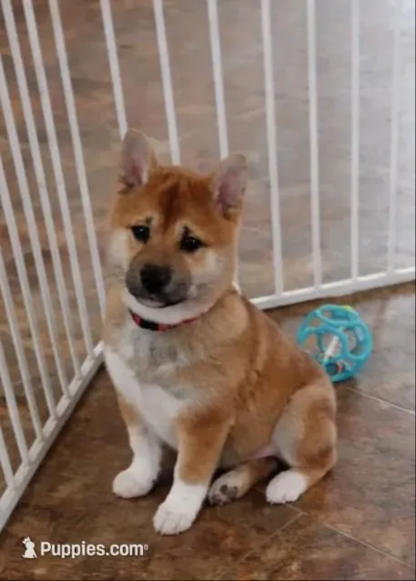 Remi, a male Shiba Inu for sale in Loyal, WI – 7 of 8