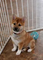 Remi, a male Shiba Inu for sale in Loyal, WI – Photo 2 of 5