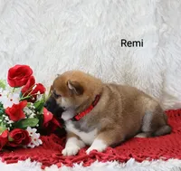 Remi, a male Shiba Inu for sale in Loyal, WI – Photo 4 of 7