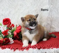 Remi, a male Shiba Inu for sale in Loyal, WI – Photo 2 of 7