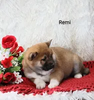 Remi, a male Shiba Inu for sale in Loyal, WI – Photo 3 of 7